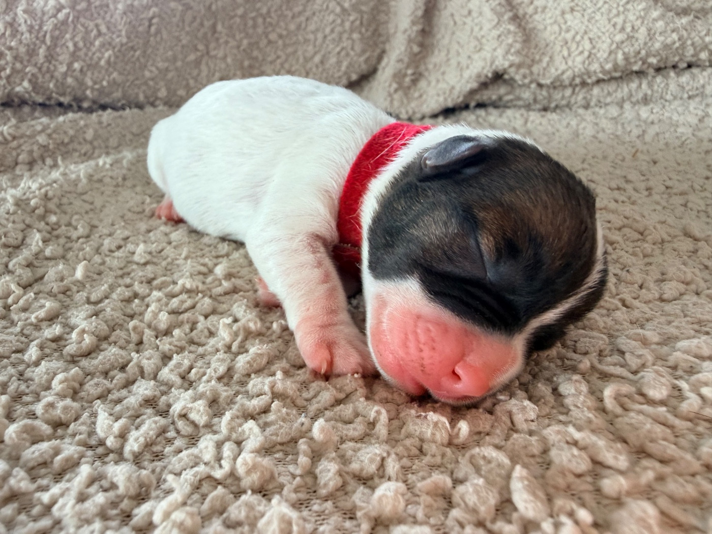 Des Niglots Du Gard - Chiots disponibles - Jack Russell Terrier