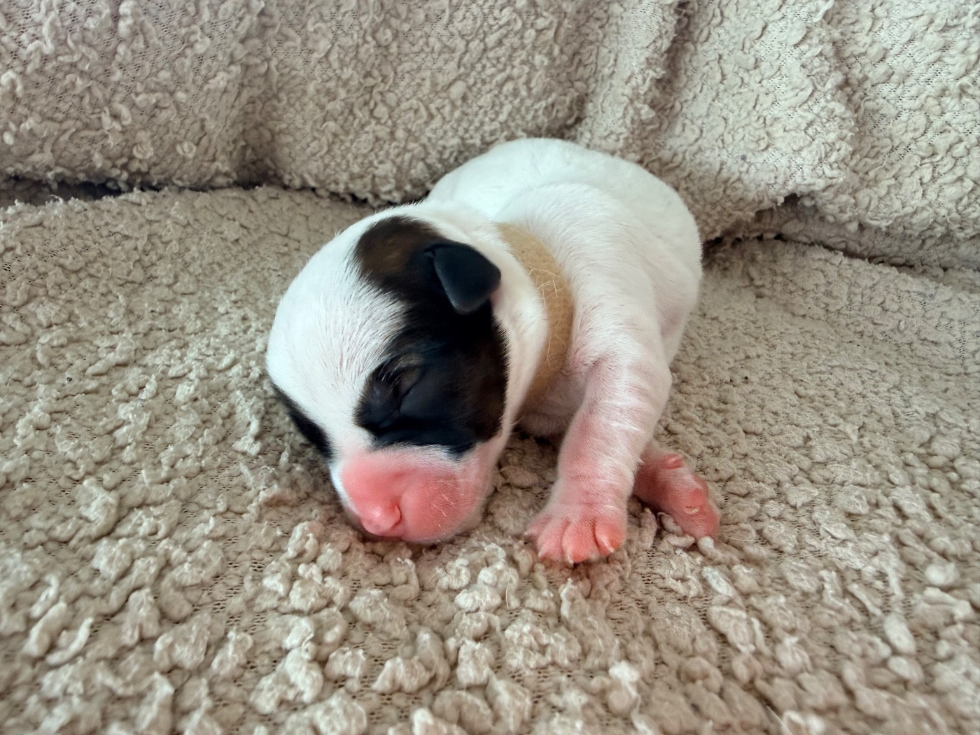 Des Niglots Du Gard - Chiots disponibles - Jack Russell Terrier
