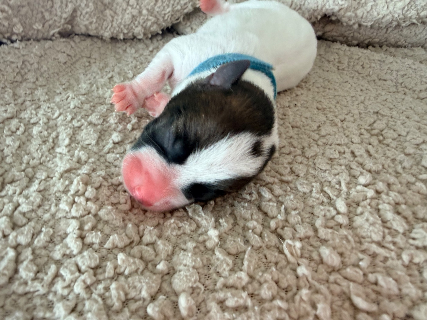 Des Niglots Du Gard - Chiots disponibles - Jack Russell Terrier