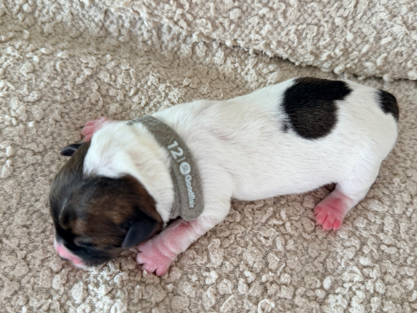 Des Niglots Du Gard - Chiots disponibles - Jack Russell Terrier