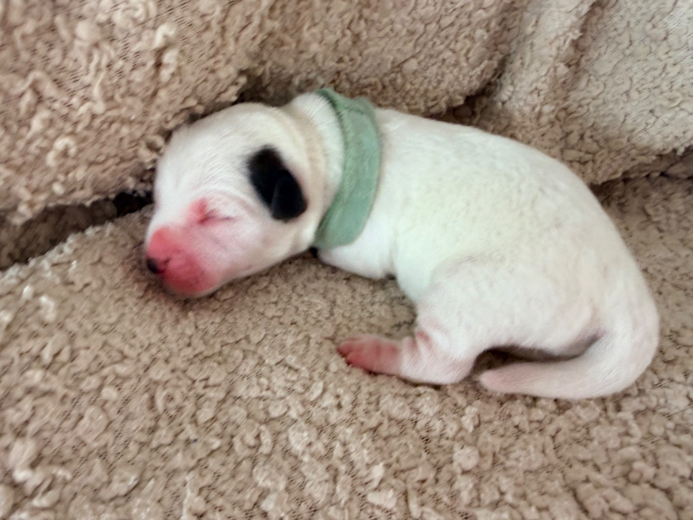 Des Niglots Du Gard - Chiots disponibles - Jack Russell Terrier