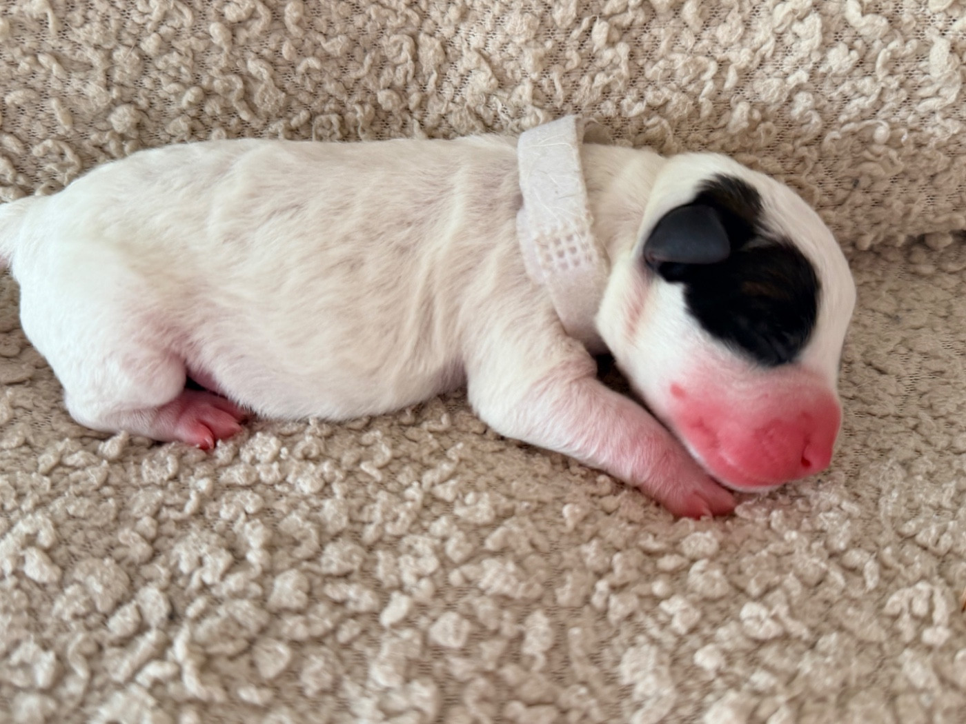 Des Niglots Du Gard - Chiots disponibles - Jack Russell Terrier