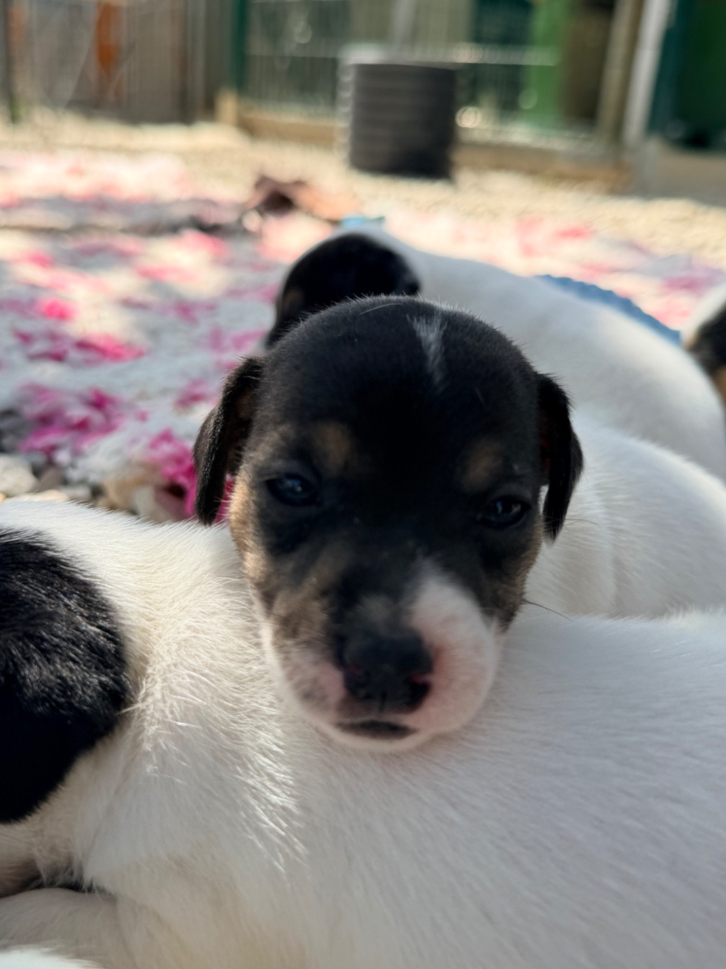 Des Niglots Du Gard - Chiots disponibles - Jack Russell Terrier