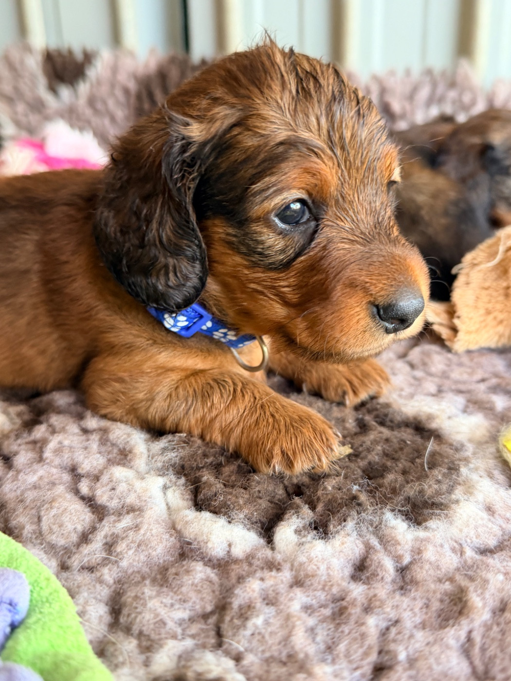 Des Niglots Du Gard - Chiots disponibles - Teckel poil long