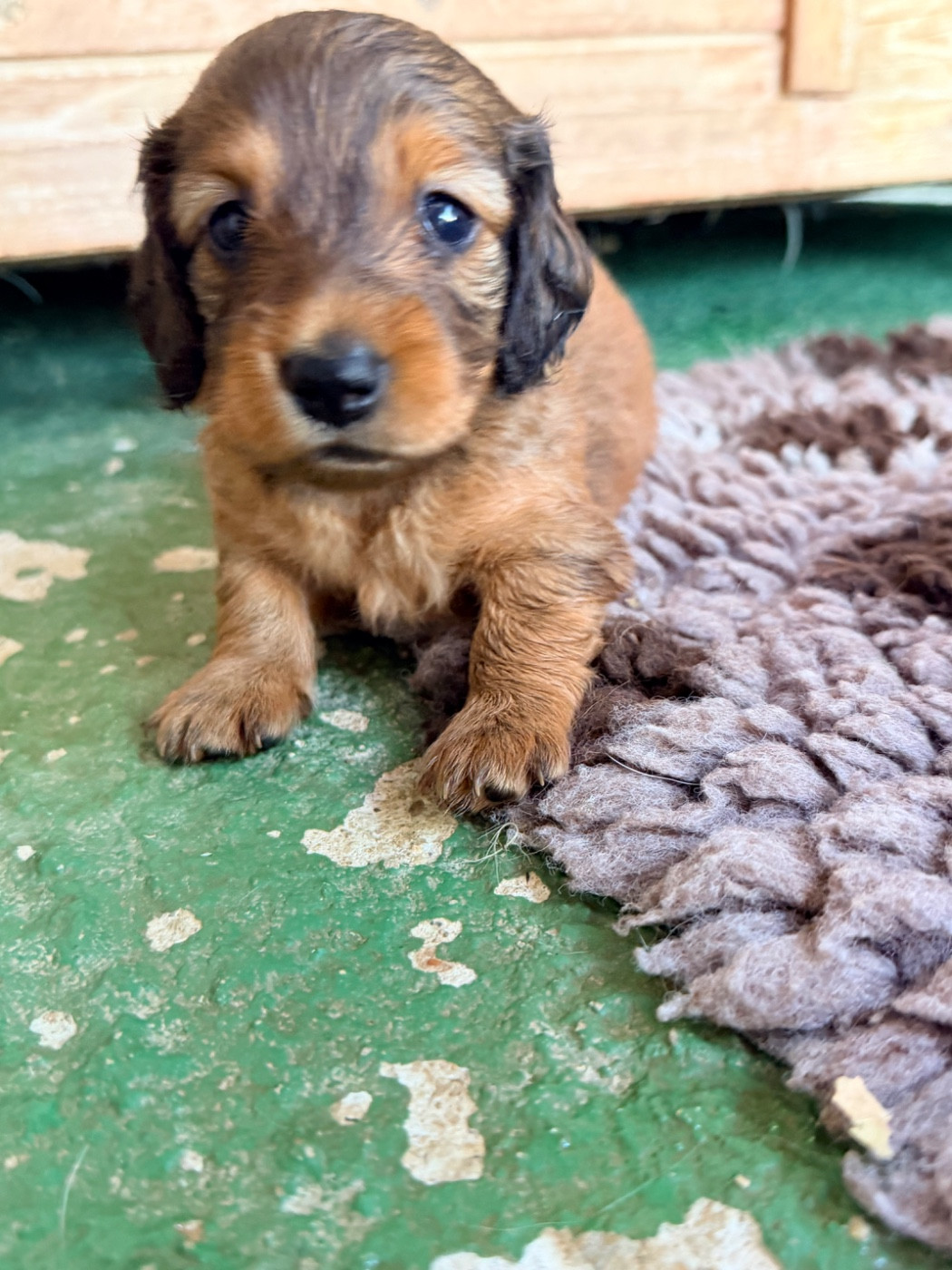 Des Niglots Du Gard - Chiots disponibles - Teckel poil long