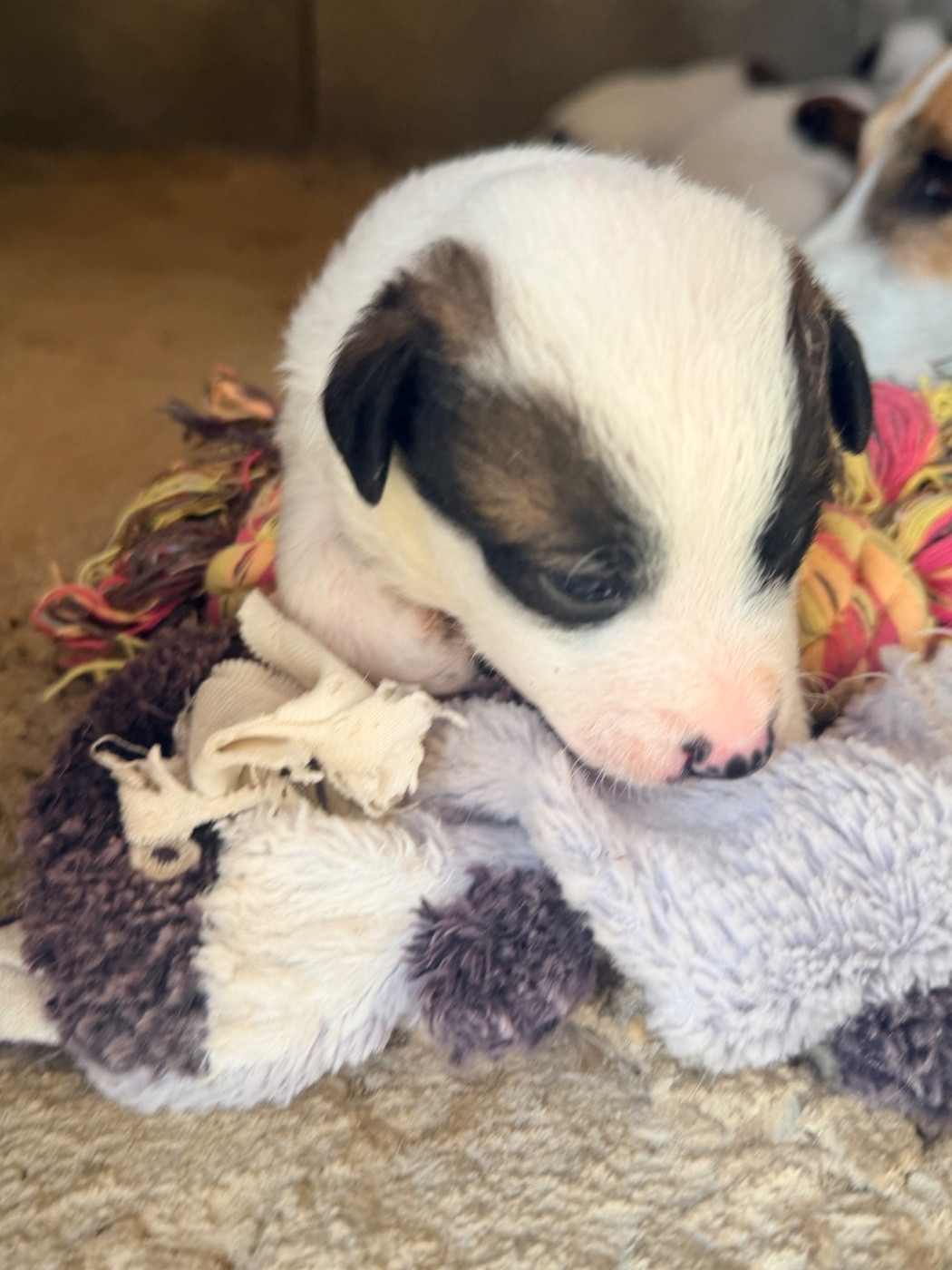 Des Niglots Du Gard - Chiots disponibles - Jack Russell Terrier