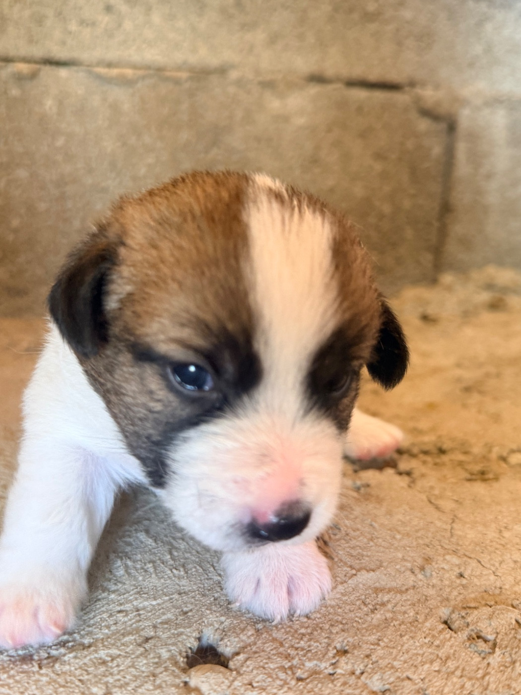 Des Niglots Du Gard - Chiots disponibles - Jack Russell Terrier