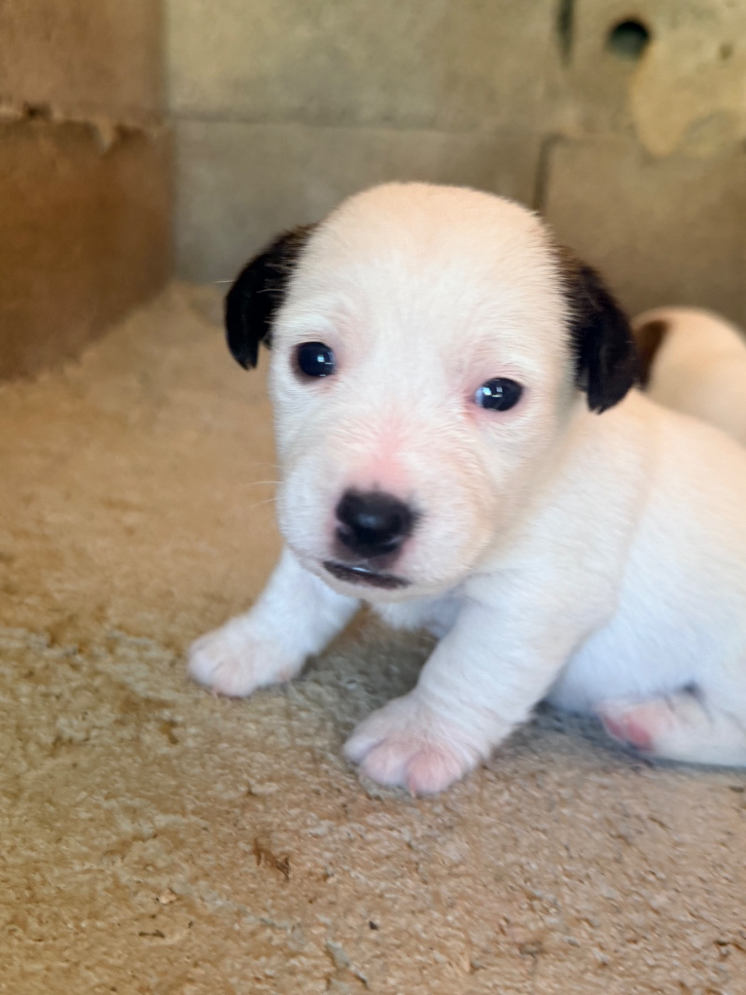 Des Niglots Du Gard - Chiots disponibles - Jack Russell Terrier