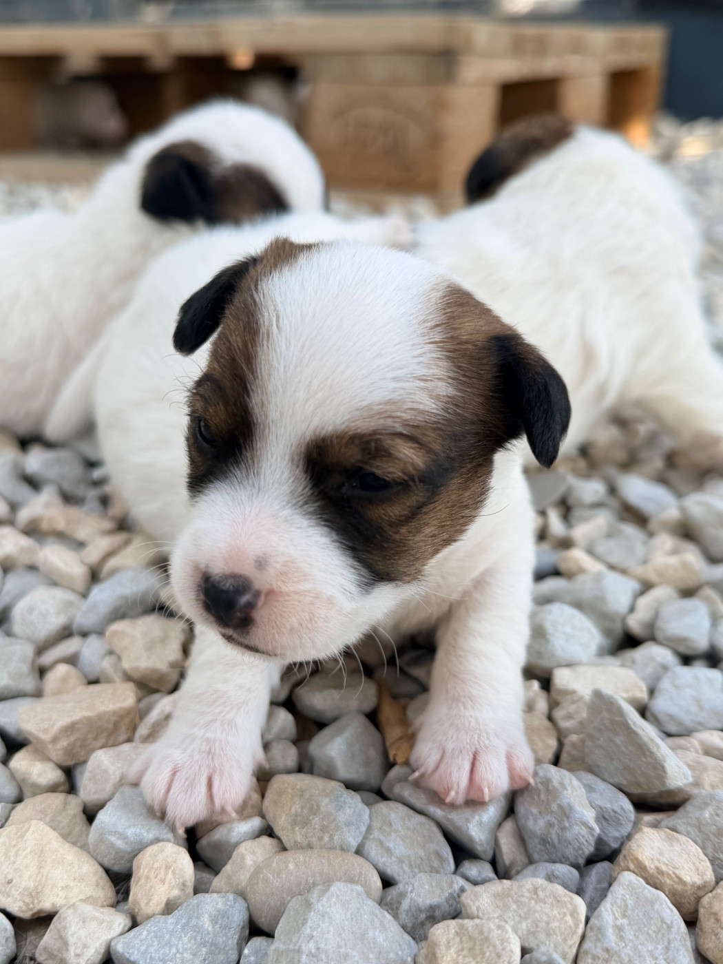 Des Niglots Du Gard - Chiots disponibles - Jack Russell Terrier
