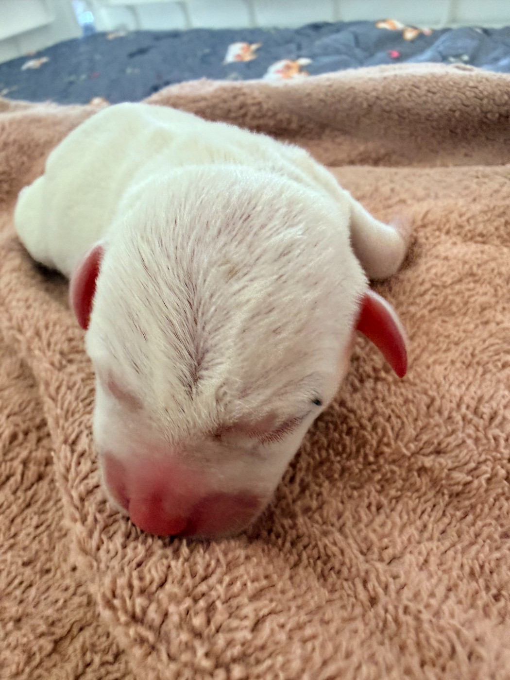 Des Niglots Du Gard - Chiots disponibles - Jack Russell Terrier