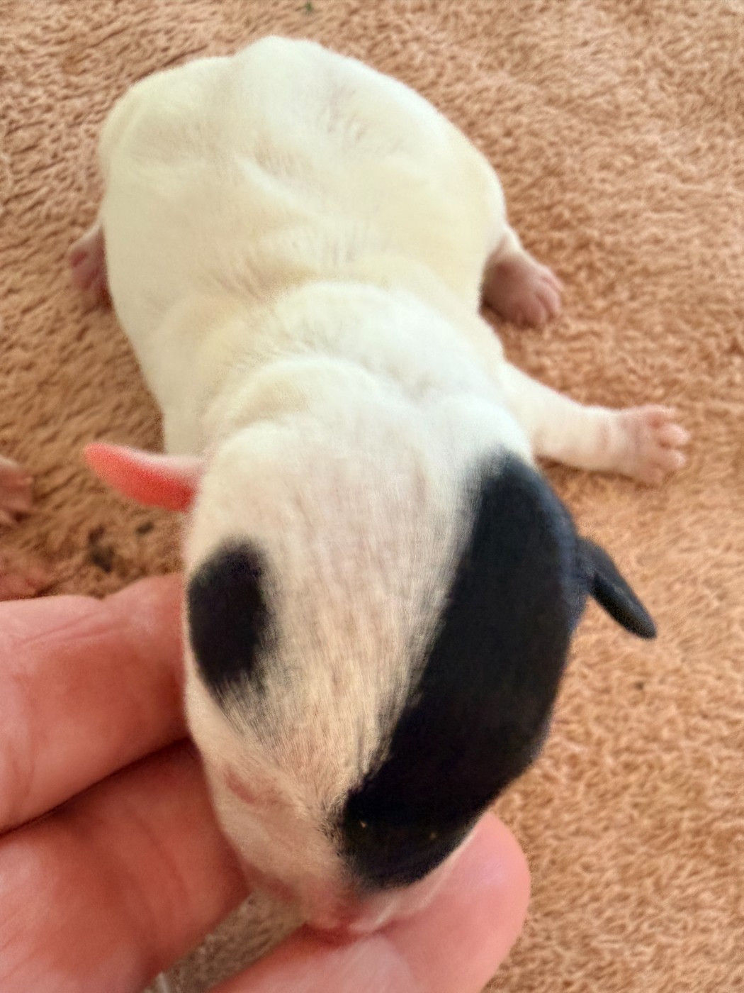 Des Niglots Du Gard - Chiots disponibles - Jack Russell Terrier