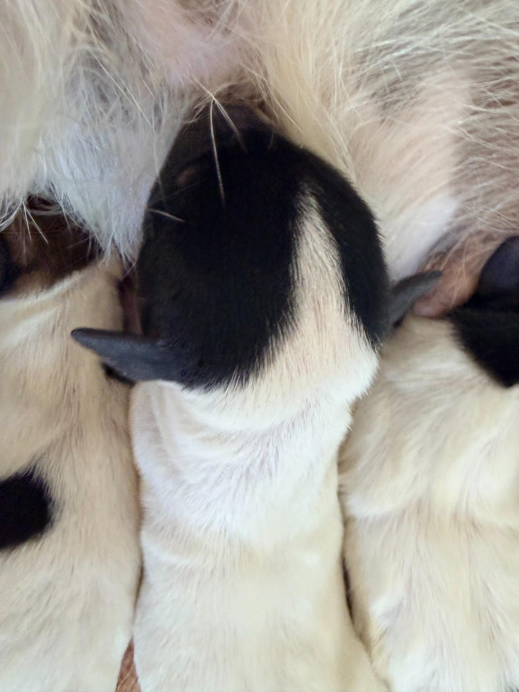 Des Niglots Du Gard - Chiots disponibles - Jack Russell Terrier