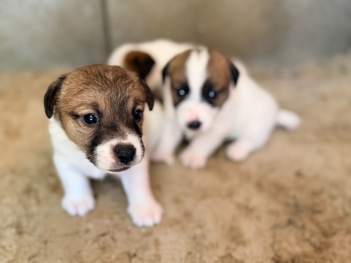 Des Niglots Du Gard - Chiots disponibles - Jack Russell Terrier