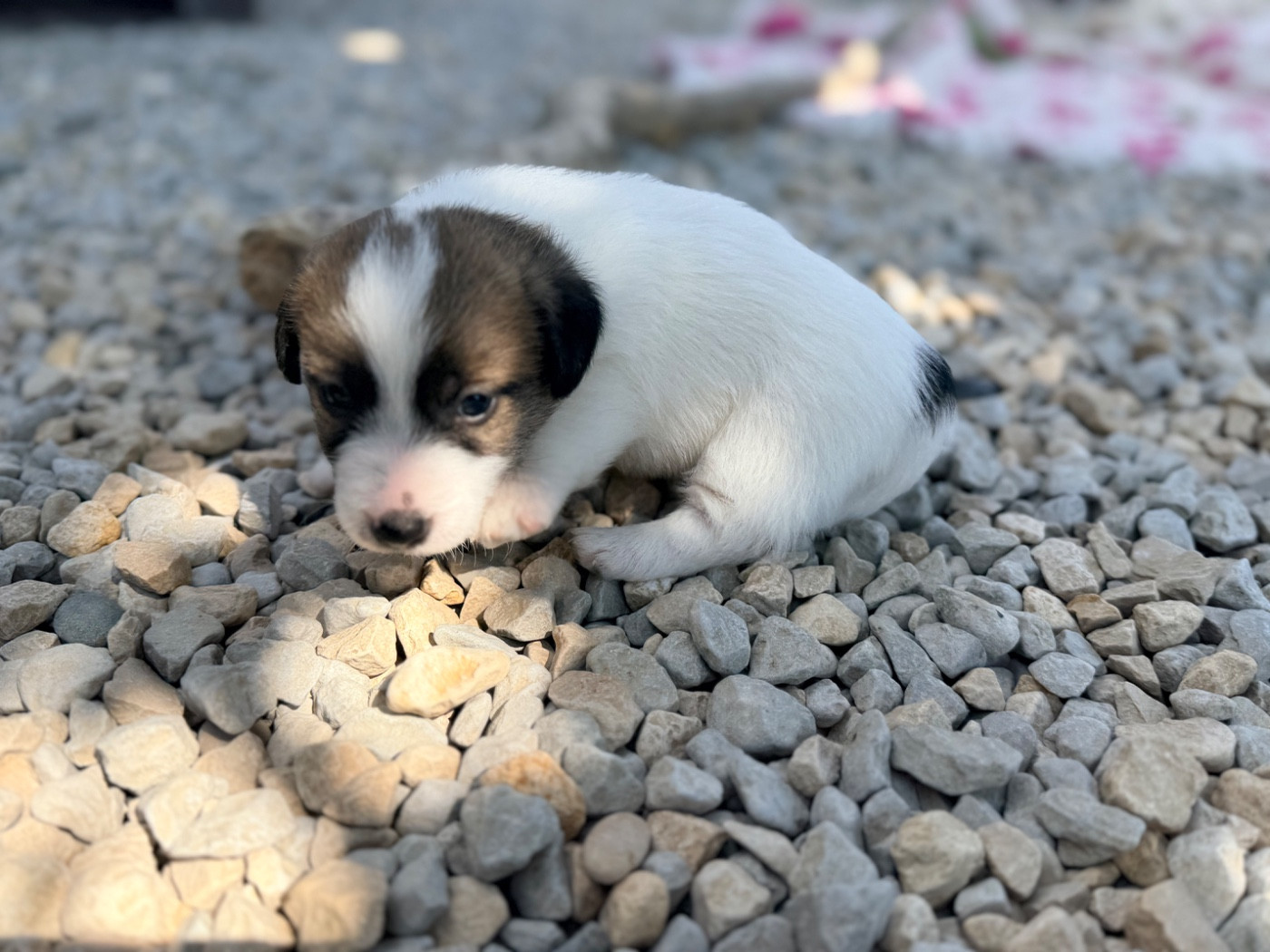 Des Niglots Du Gard - Chiots disponibles - Jack Russell Terrier