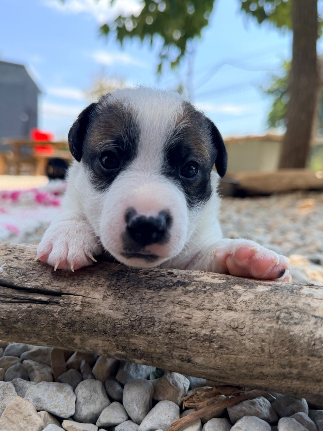 Des Niglots Du Gard - Chiots disponibles - Jack Russell Terrier