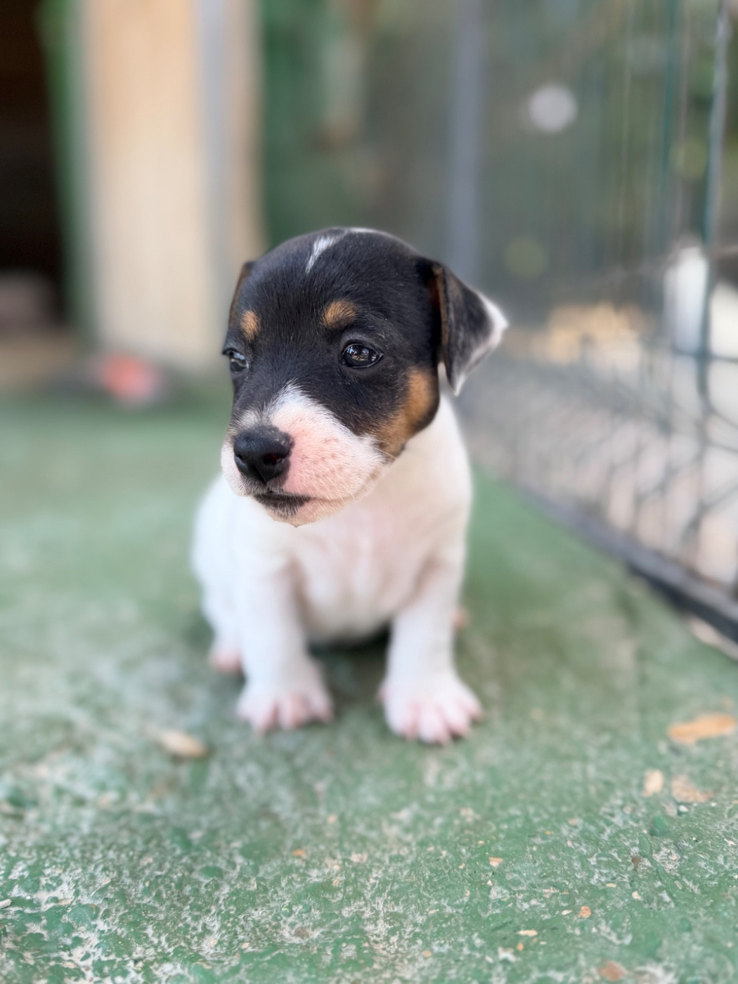 Des Niglots Du Gard - Chiots disponibles - Jack Russell Terrier