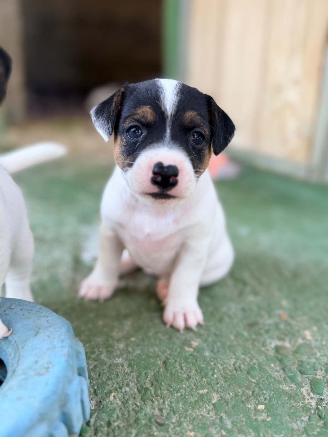 Des Niglots Du Gard - Chiots disponibles - Jack Russell Terrier