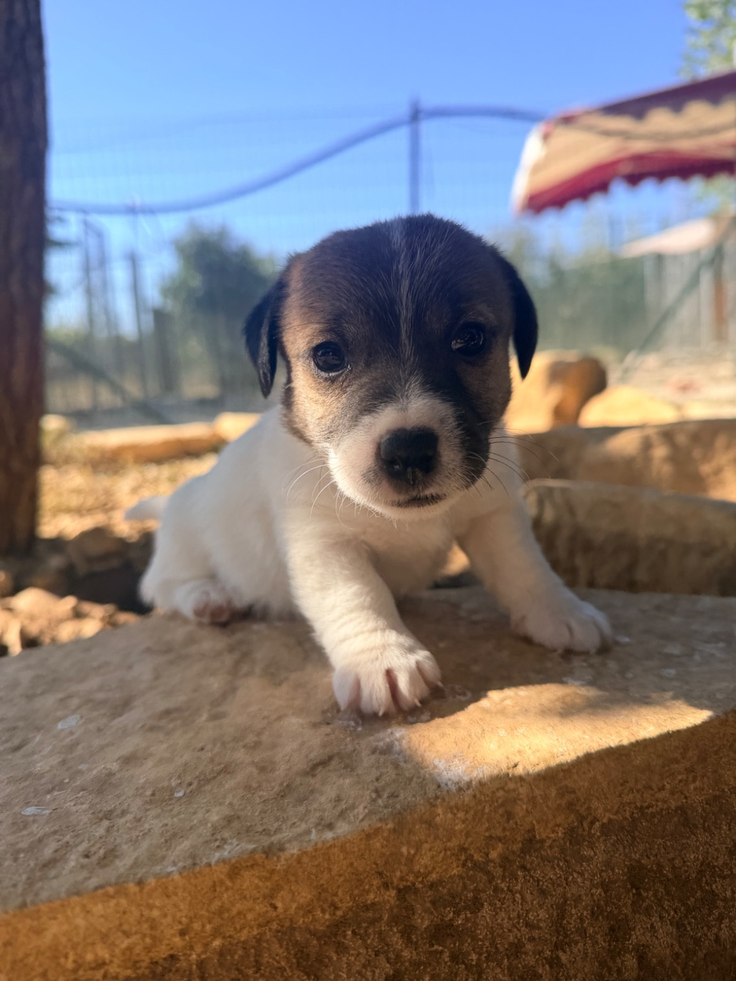 Des Niglots Du Gard - Chiots disponibles - Jack Russell Terrier