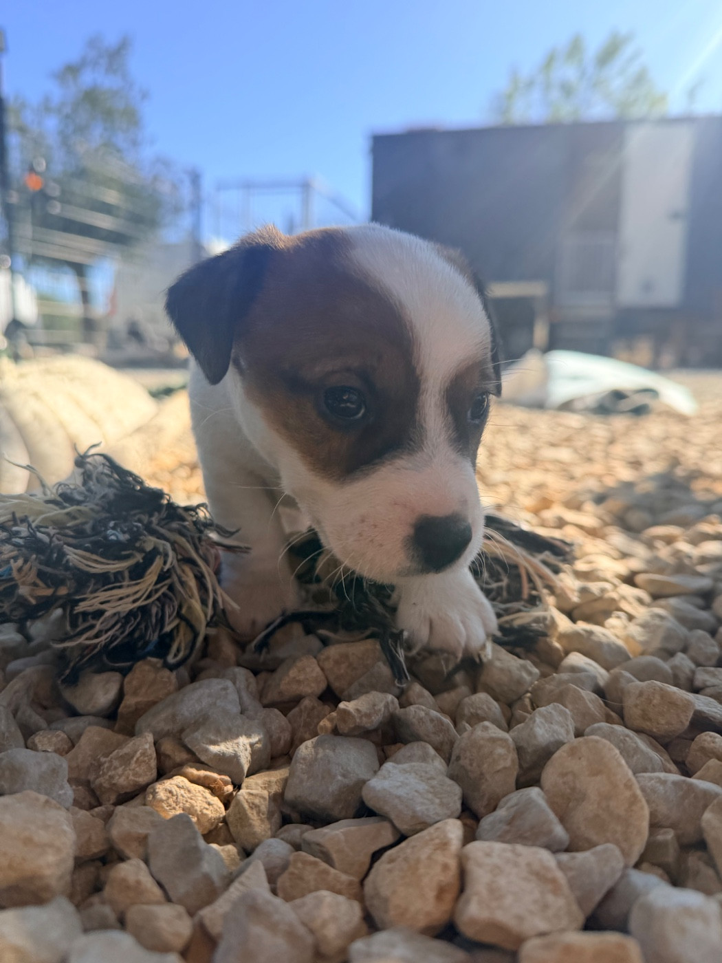 Des Niglots Du Gard - Chiots disponibles - Jack Russell Terrier