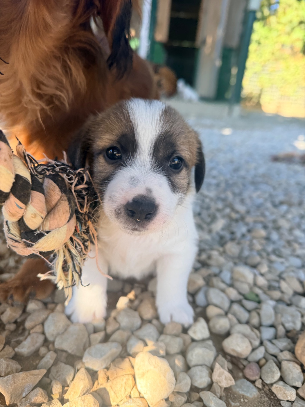 Des Niglots Du Gard - Chiots disponibles - Jack Russell Terrier