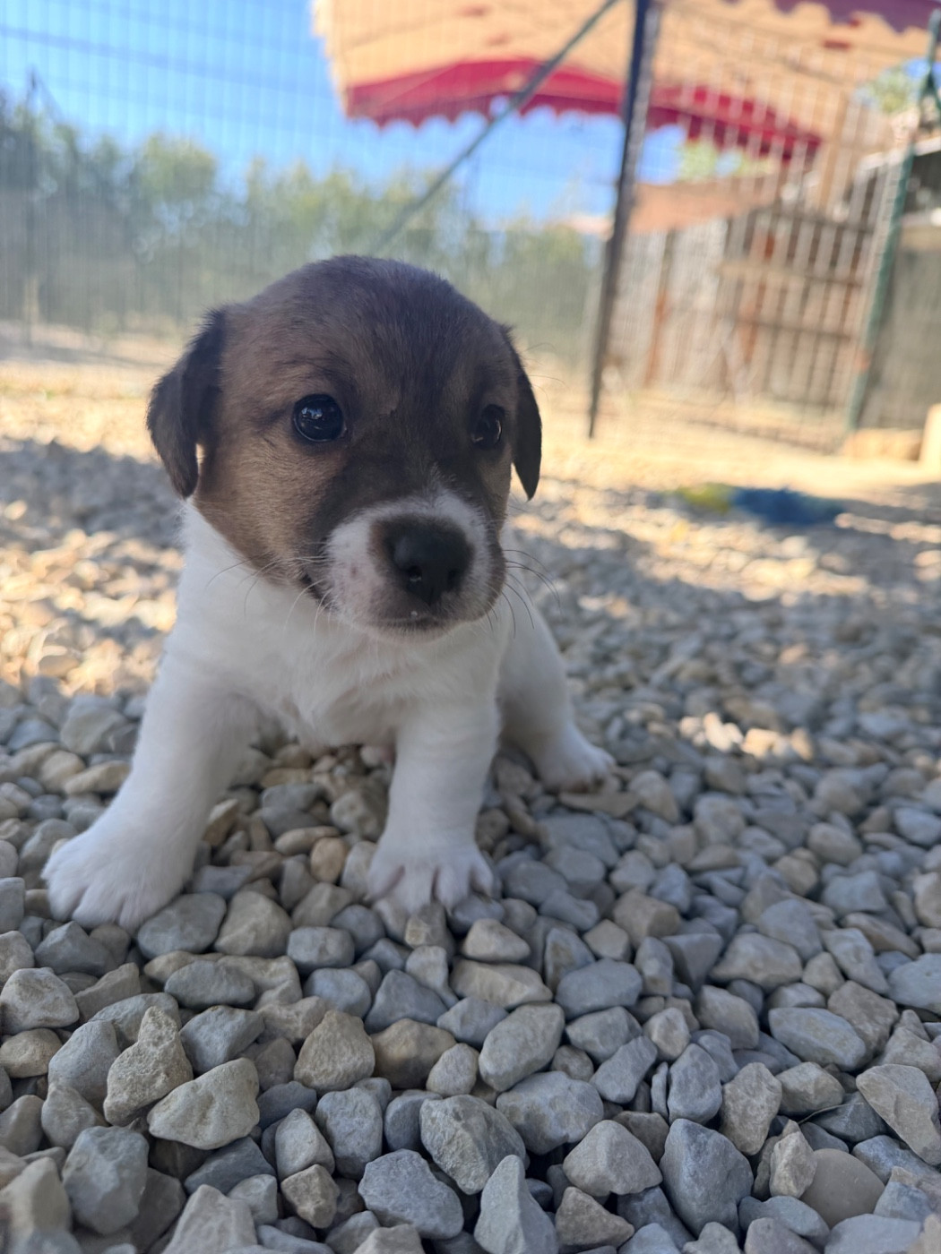 Des Niglots Du Gard - Chiots disponibles - Jack Russell Terrier