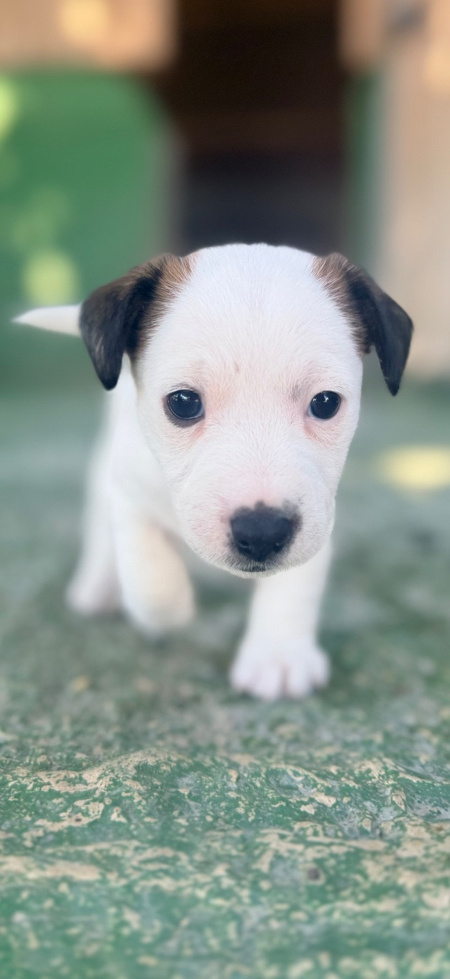 Des Niglots Du Gard - Chiots disponibles - Jack Russell Terrier