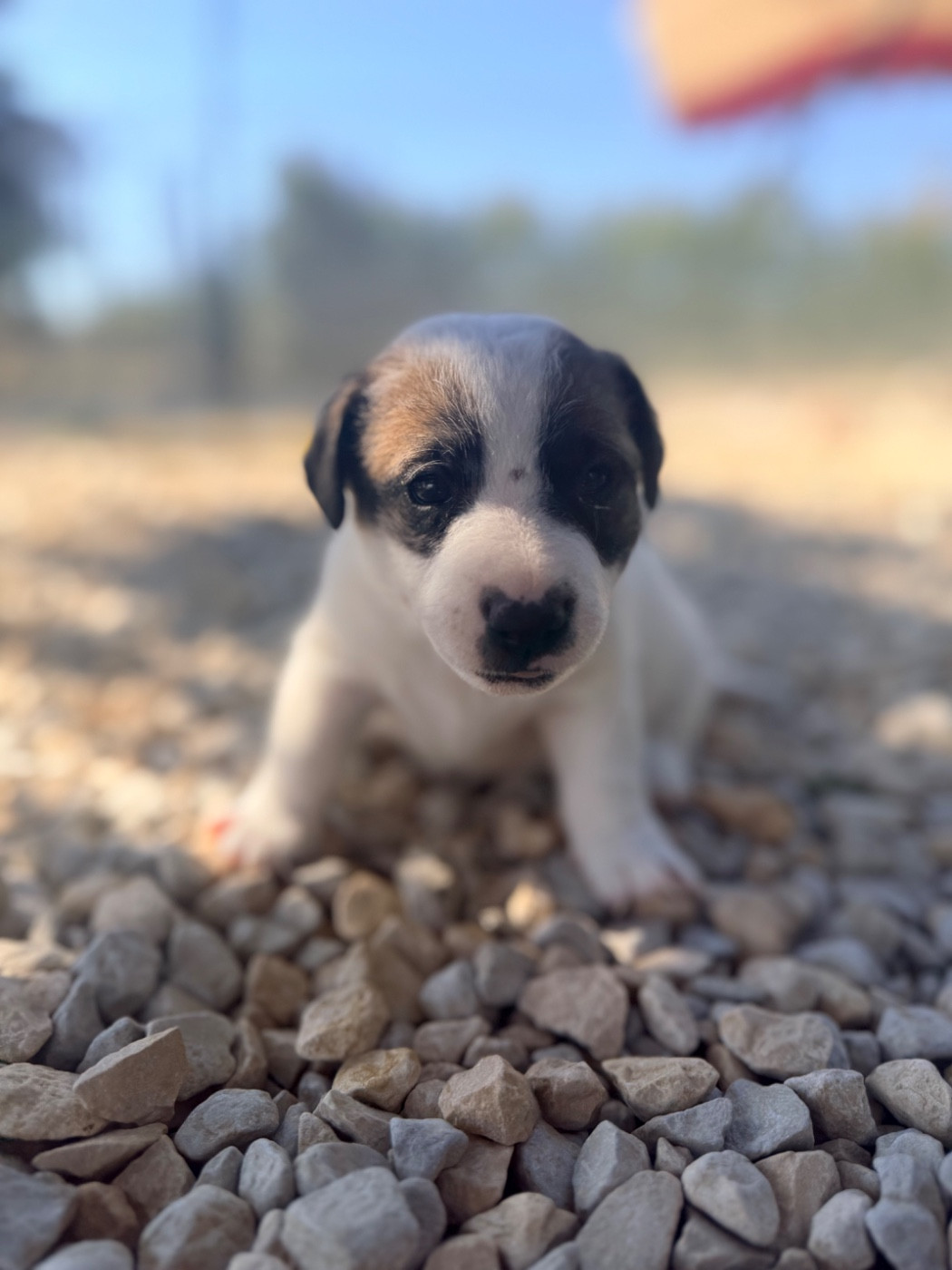 Des Niglots Du Gard - Chiots disponibles - Jack Russell Terrier