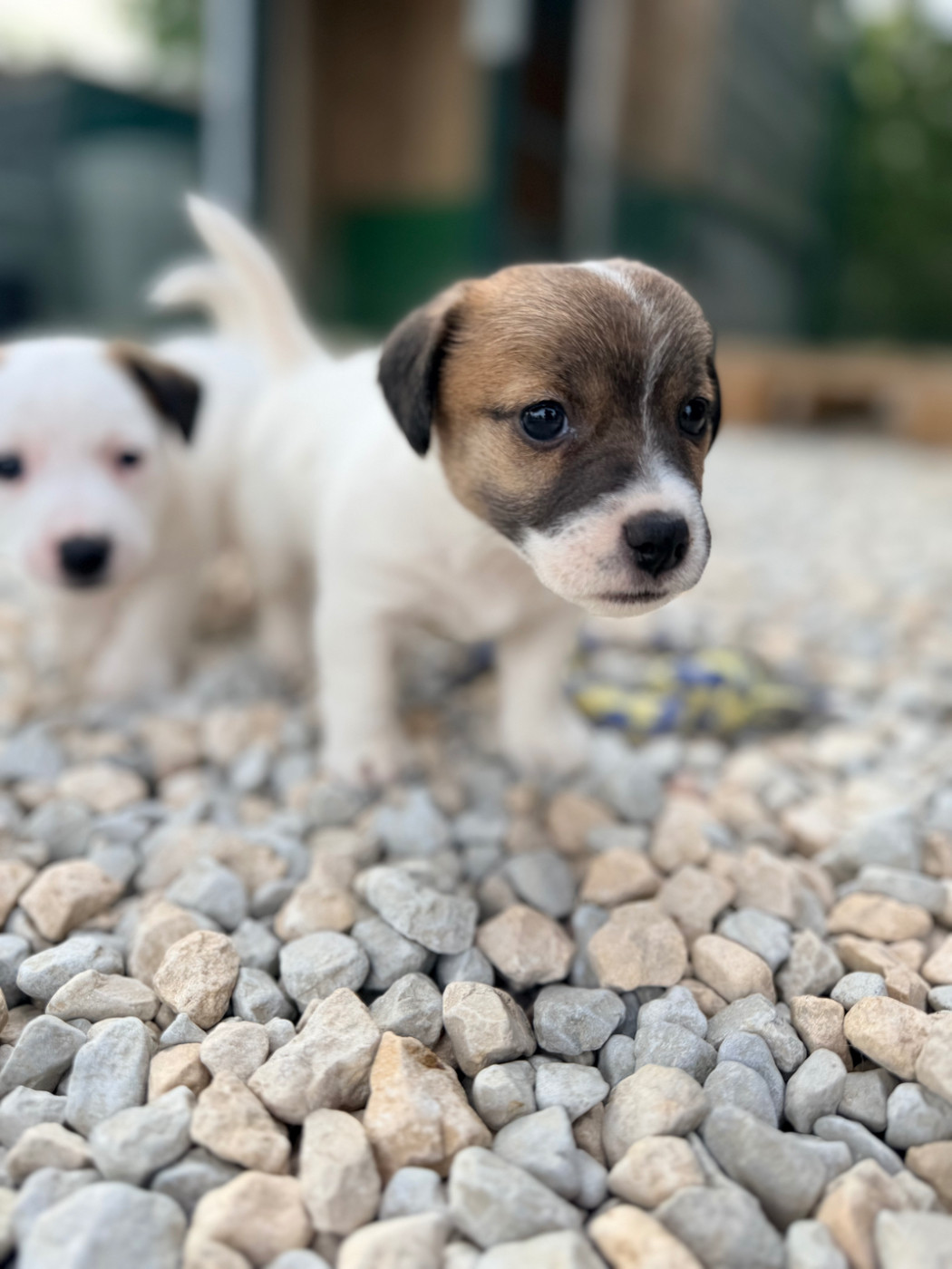 Des Niglots Du Gard - Chiots disponibles - Jack Russell Terrier