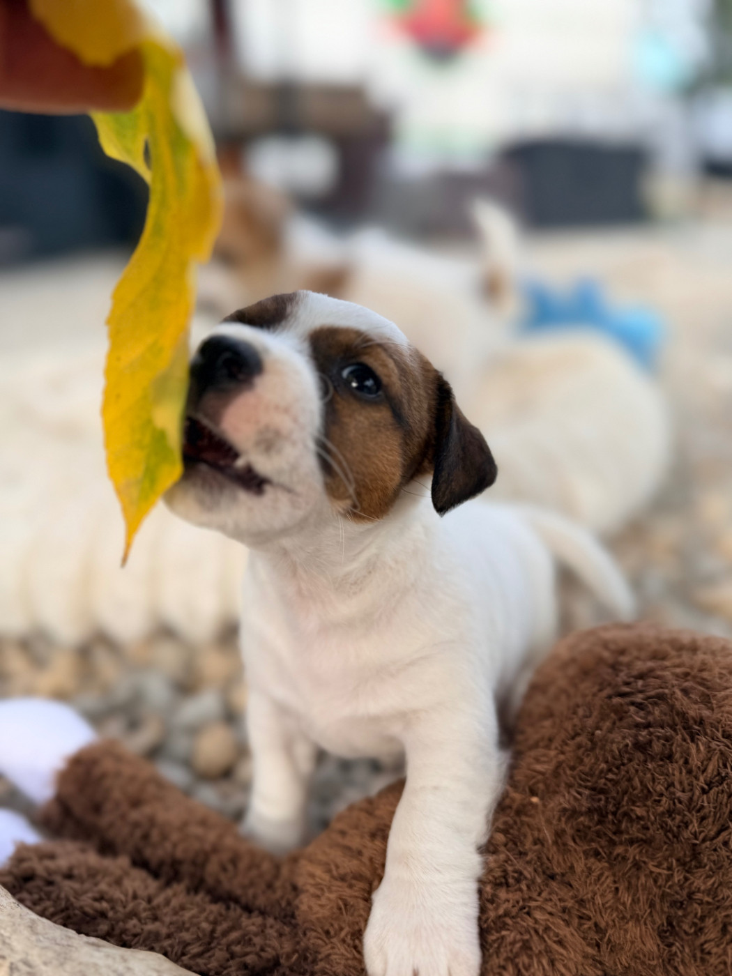 Des Niglots Du Gard - Chiots disponibles - Jack Russell Terrier