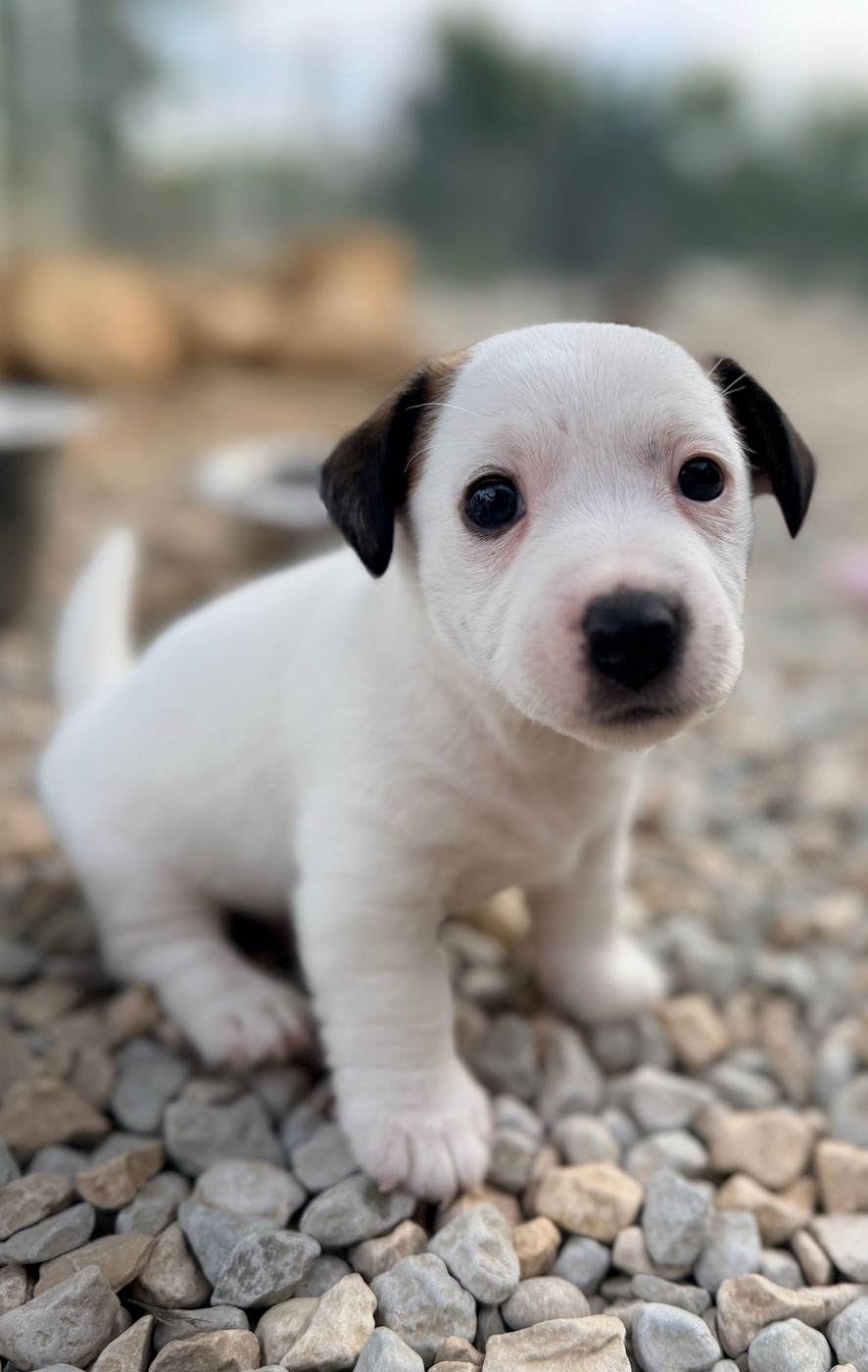 Des Niglots Du Gard - Chiots disponibles - Jack Russell Terrier