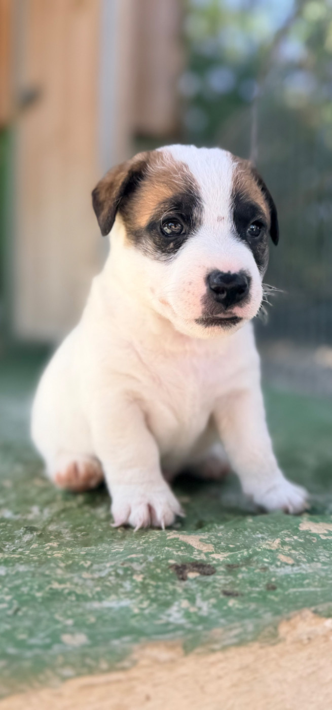 Des Niglots Du Gard - Chiots disponibles - Jack Russell Terrier