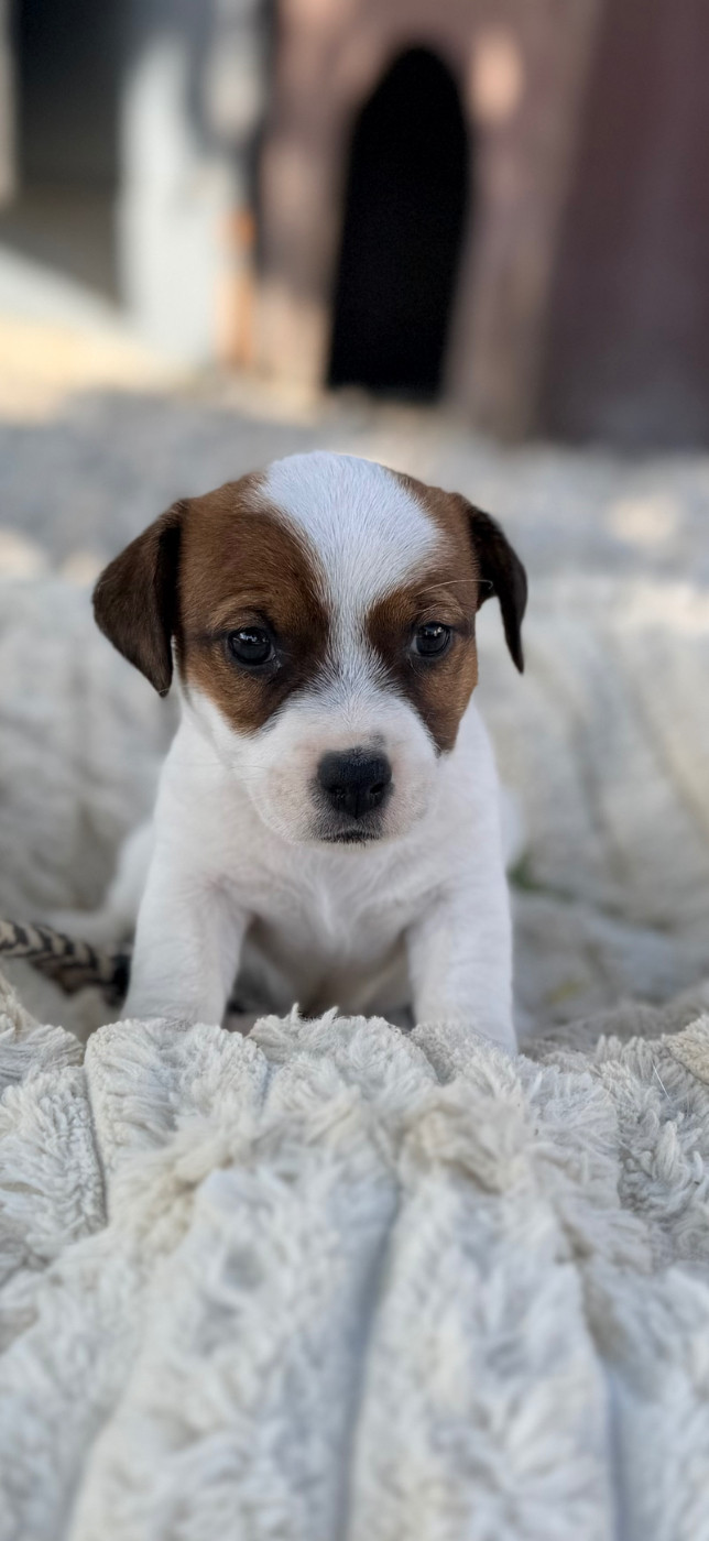 Des Niglots Du Gard - Chiots disponibles - Jack Russell Terrier