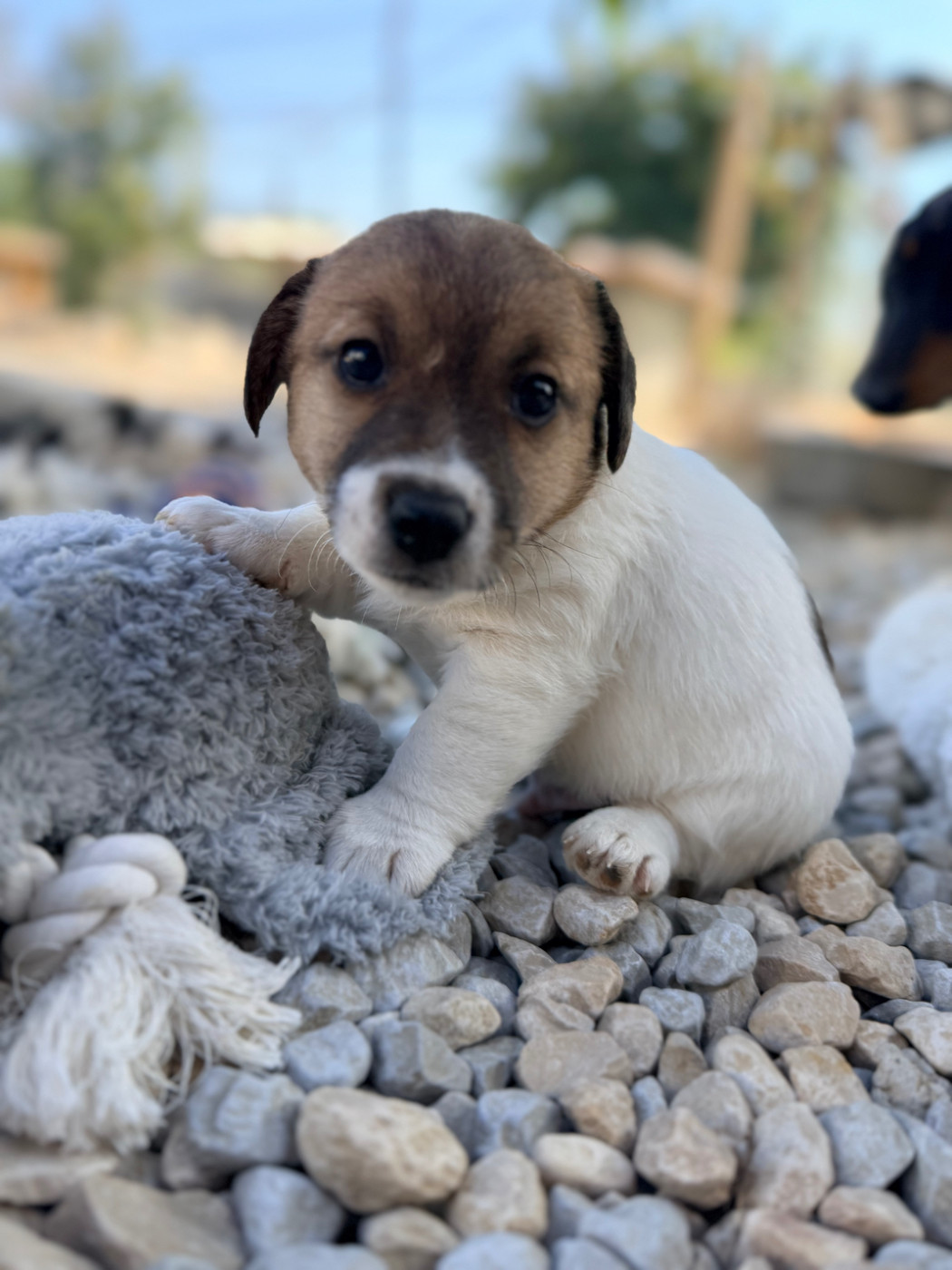 Des Niglots Du Gard - Chiots disponibles - Jack Russell Terrier