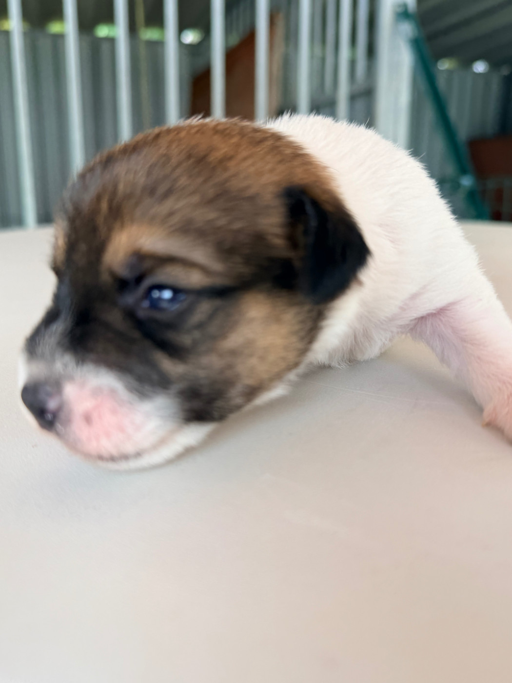Des Niglots Du Gard - Chiots disponibles - Jack Russell Terrier