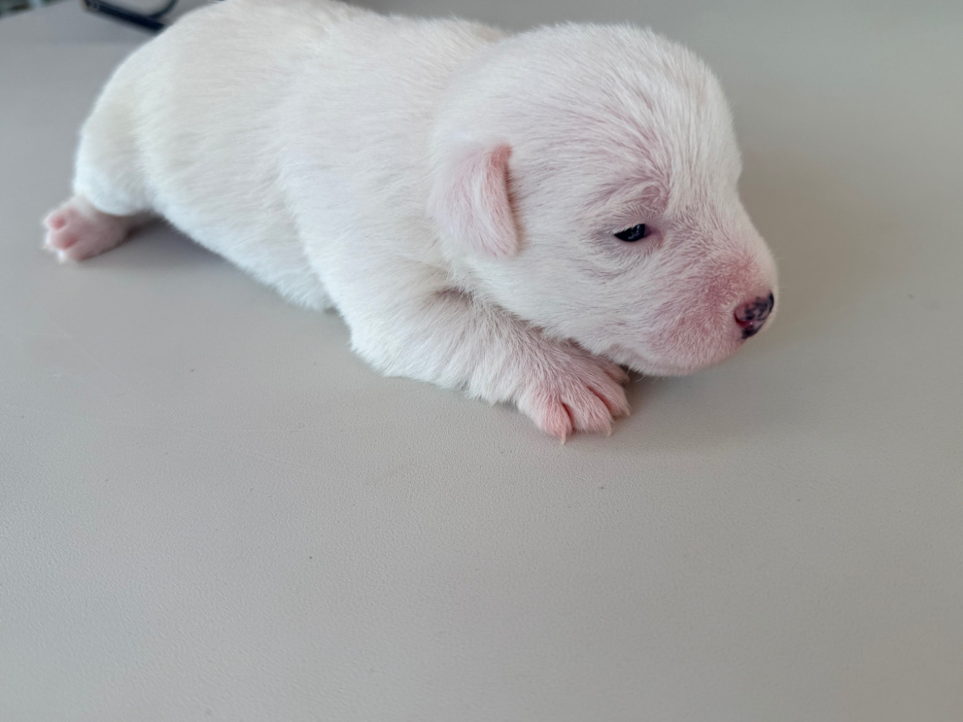 Des Niglots Du Gard - Chiots disponibles - Jack Russell Terrier