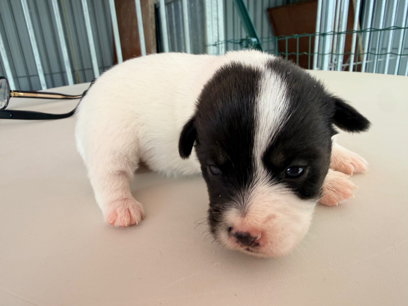 Des Niglots Du Gard - Chiots disponibles - Jack Russell Terrier