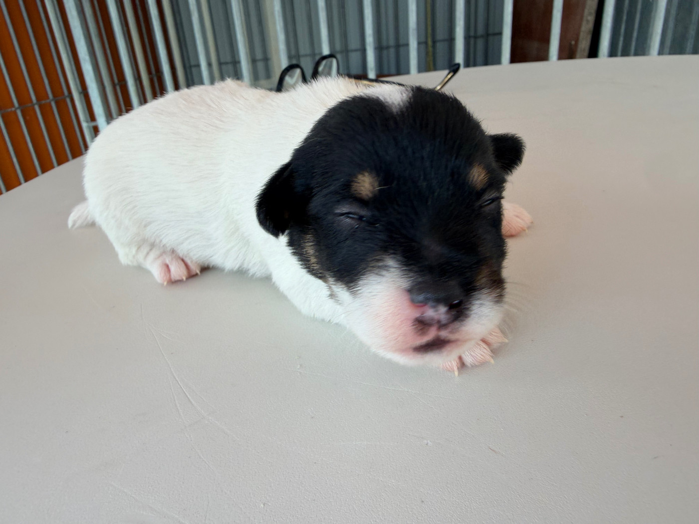 Des Niglots Du Gard - Chiots disponibles - Jack Russell Terrier