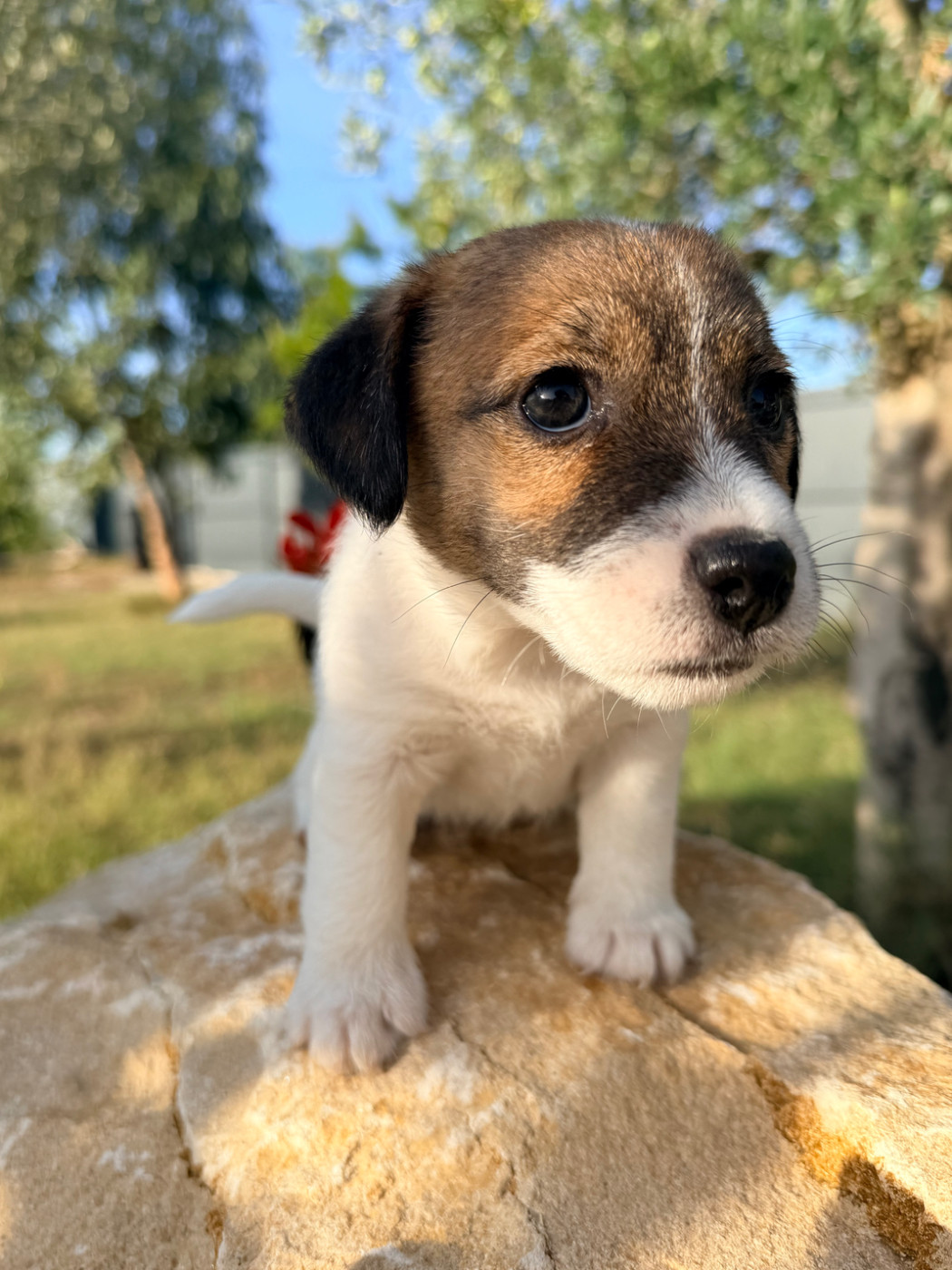 Des Niglots Du Gard - Chiots disponibles - Jack Russell Terrier