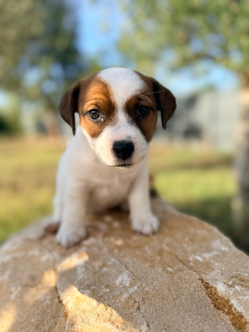 Des Niglots Du Gard - Chiots disponibles - Jack Russell Terrier