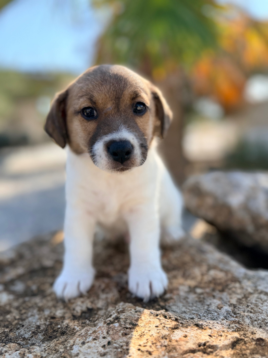Des Niglots Du Gard - Chiots disponibles - Jack Russell Terrier