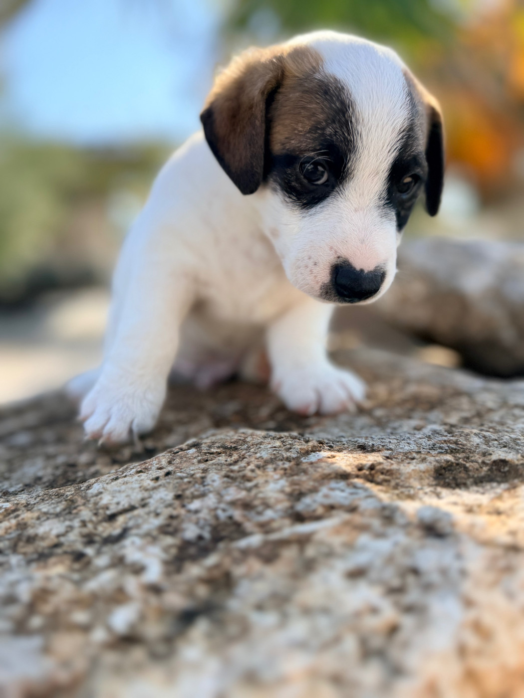 Des Niglots Du Gard - Chiots disponibles - Jack Russell Terrier