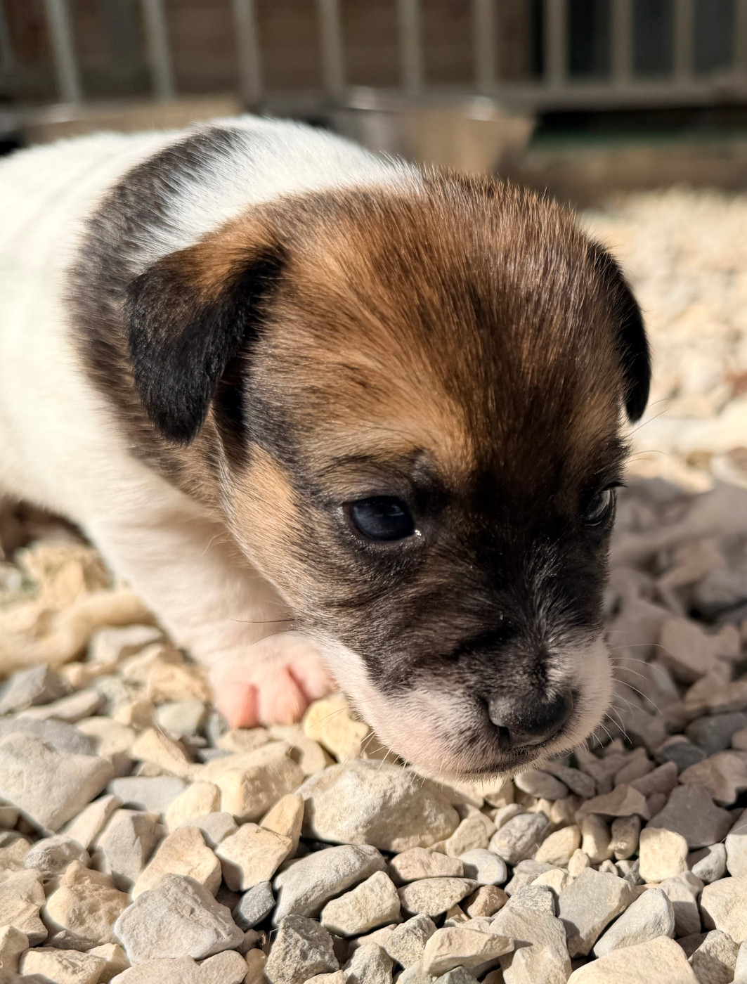 Des Niglots Du Gard - Chiots disponibles - Jack Russell Terrier