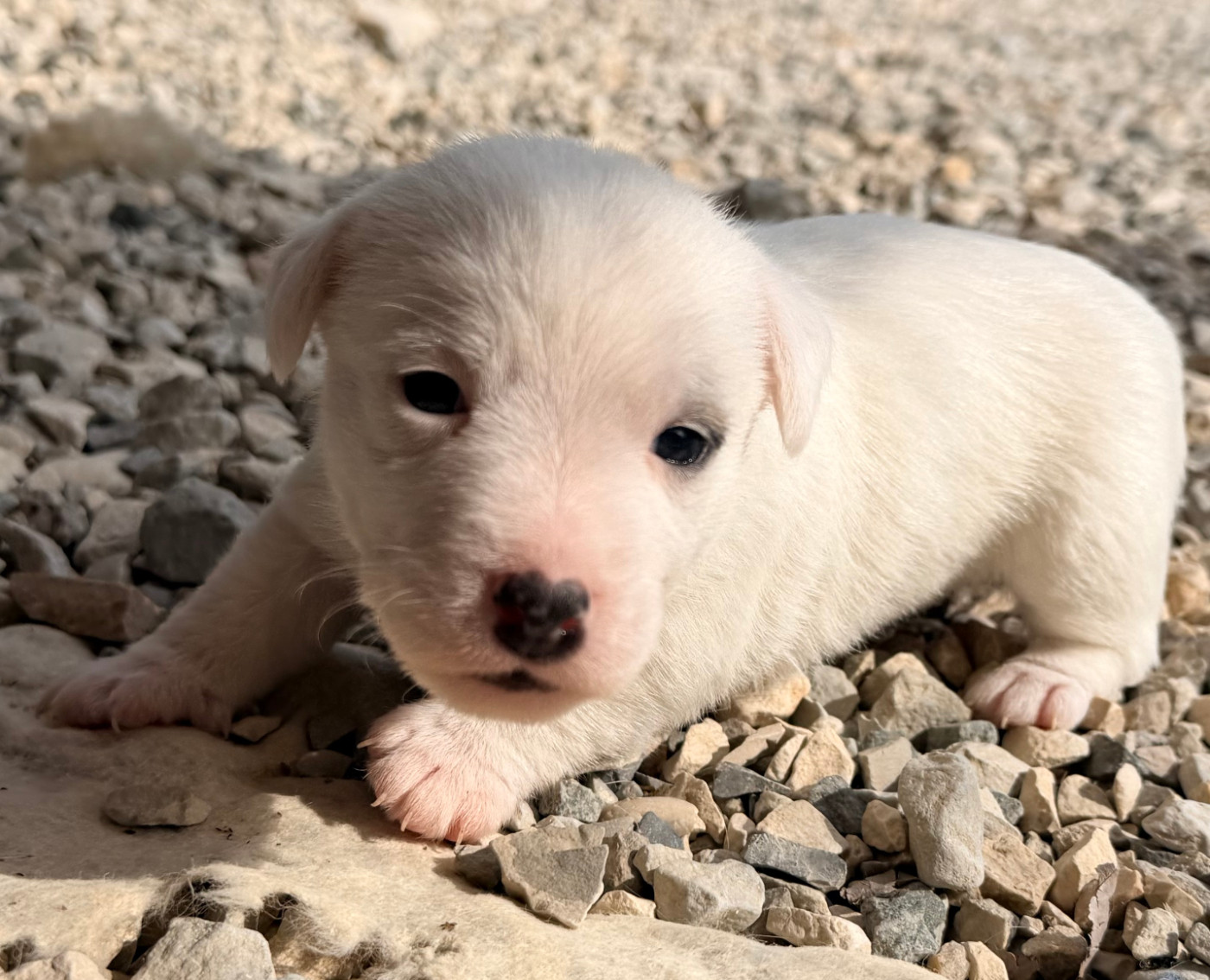 Des Niglots Du Gard - Chiots disponibles - Jack Russell Terrier
