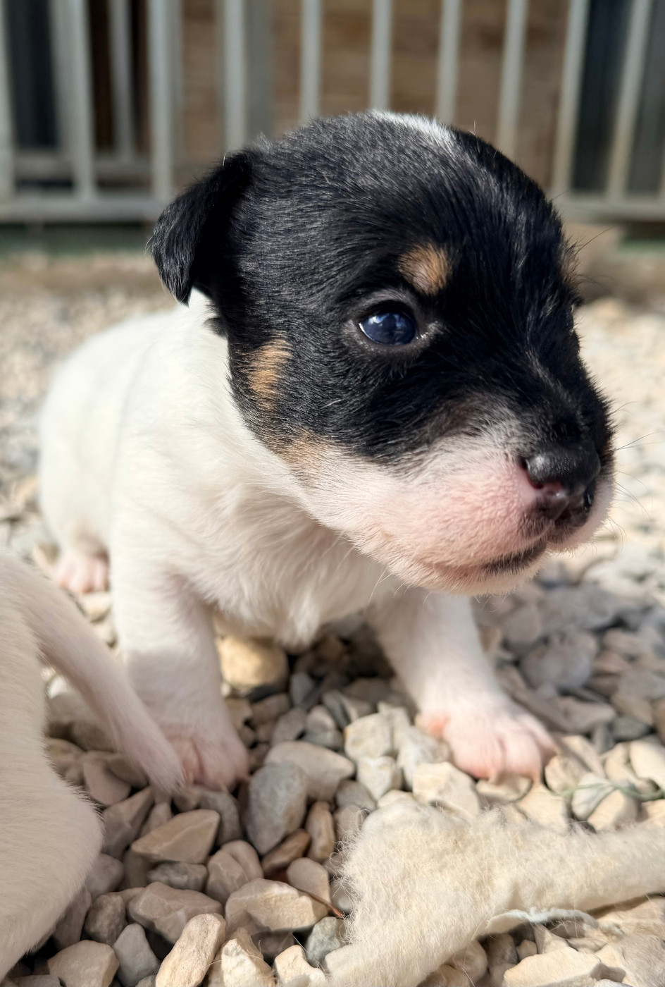 Des Niglots Du Gard - Chiots disponibles - Jack Russell Terrier