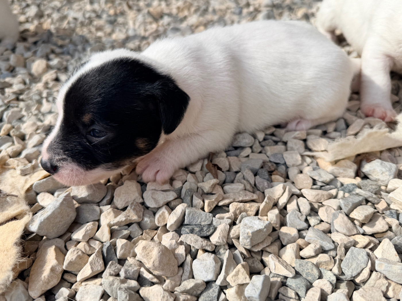 Des Niglots Du Gard - Chiots disponibles - Jack Russell Terrier