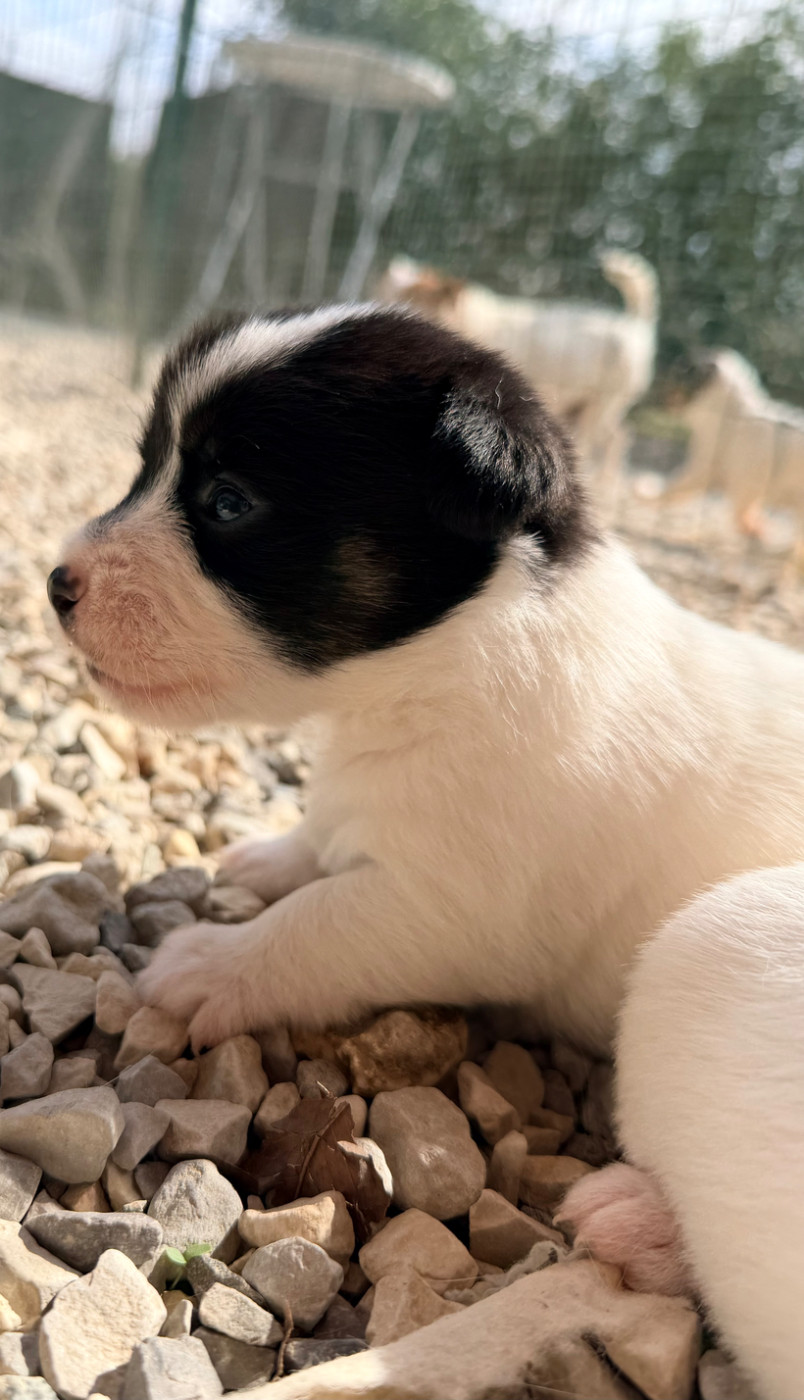 Des Niglots Du Gard - Chiots disponibles - Jack Russell Terrier