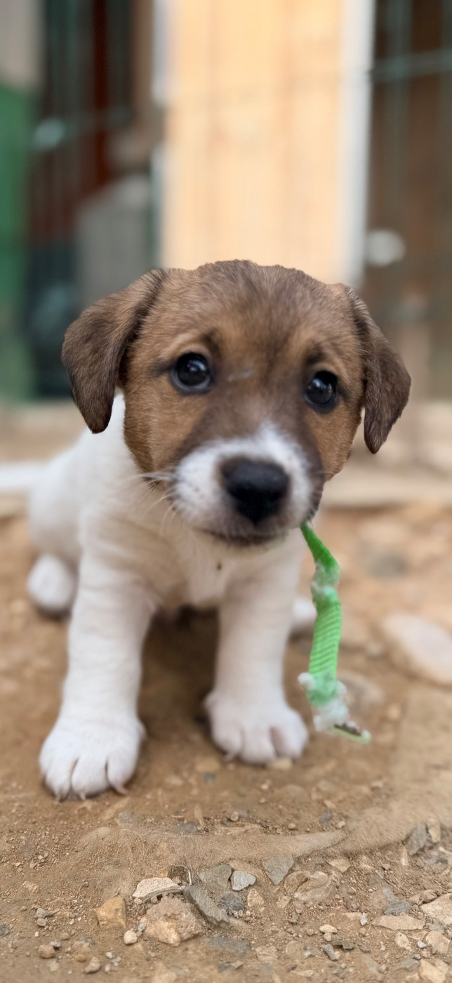 Des Niglots Du Gard - Chiots disponibles - Jack Russell Terrier
