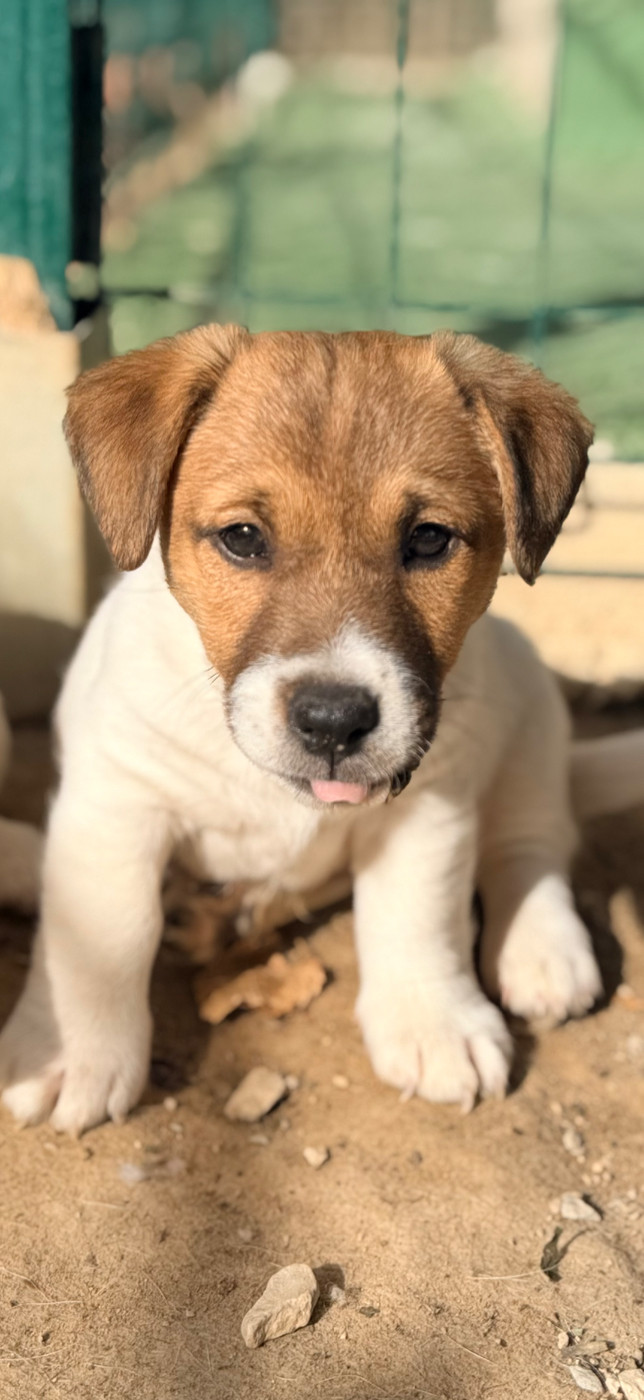 Des Niglots Du Gard - Chiots disponibles - Jack Russell Terrier