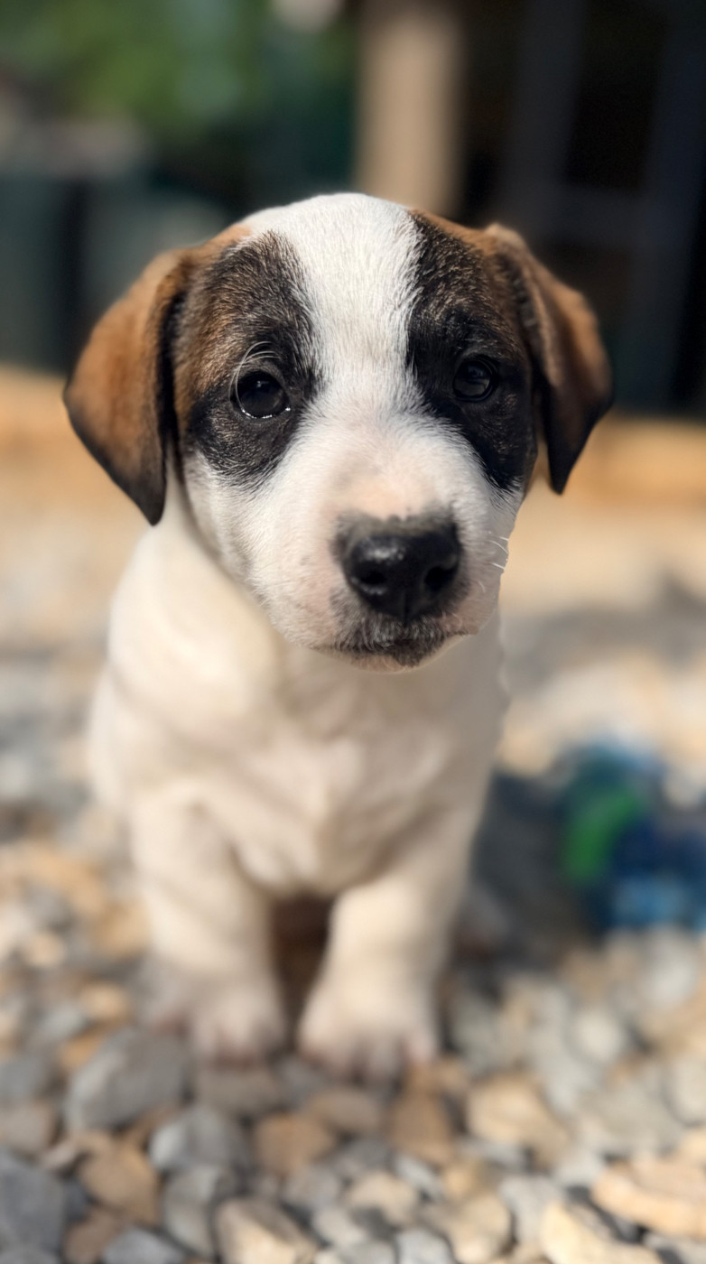 Des Niglots Du Gard - Chiots disponibles - Jack Russell Terrier