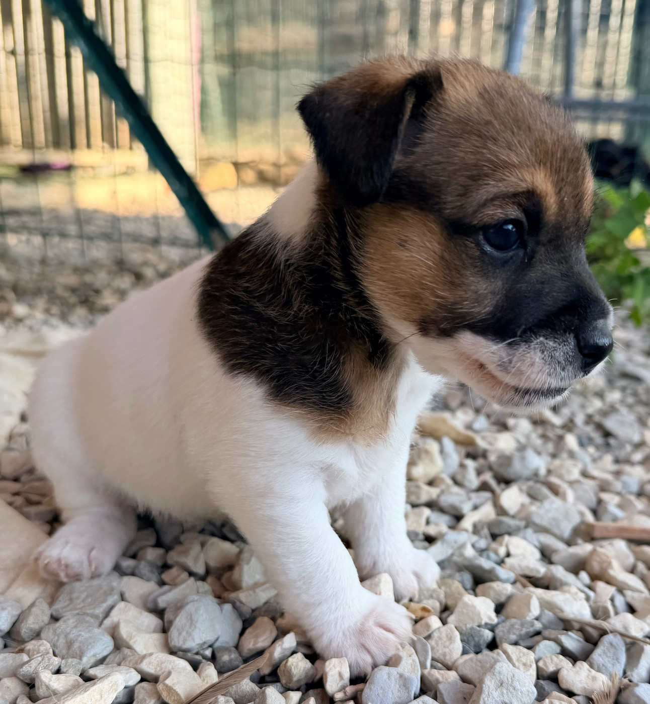 Des Niglots Du Gard - Chiots disponibles - Jack Russell Terrier